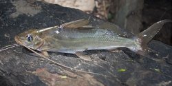 Pimelodus pohli - Click for species page