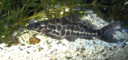 Pimelodus punctatus - Click for species page