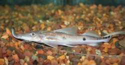 Platystomatichthys sturio