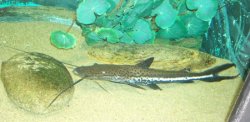 Sorubimichthys planiceps