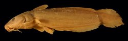 Neosilurus coatesi - Click for species page