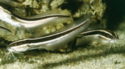 Plotosus lineatus
