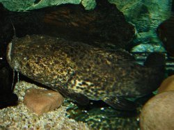 Lophiosilurus apurensis