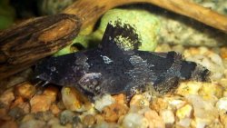 Microglanis malabarbai