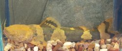 Pseudopimelodus bufonius