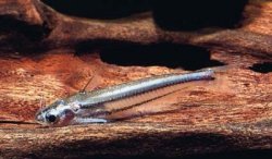 Pareutropius longifilis - Click for species page