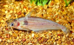 Schilbe marmoratus - Click for species page