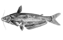 Schilbe yangambianus - Click for species page