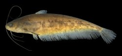 Ompok supernus