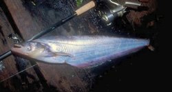 Phalacronotus bleekeri - Click for species page