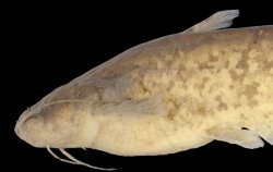 Pterocryptis vorax