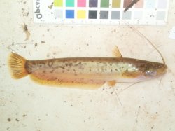 Pterocryptis vorax
