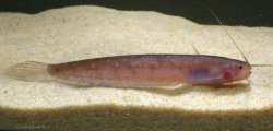 Silurichthys hasseltii