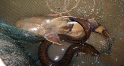 Bagarius protos