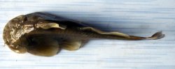 Creteuchiloglanis gongshanensis