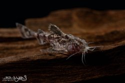Erethistes jerdoni