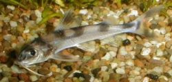 Gagata cenia