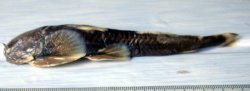 Glaridoglanis andersonii - Click for species page