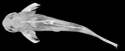 Glyptothorax exodon