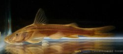 Glyptothorax longjiangensis - Click for species page