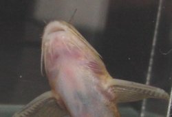 Glyptothorax telchitta