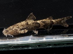 Pseudolaguvia flavida - Click for species page