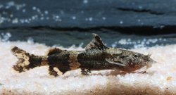 Pseudolaguvia kapuri