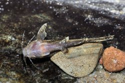 Pseudolaguvia ribeiroi
