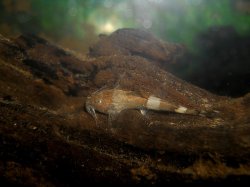 Pseudolaguvia shawi
