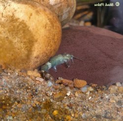 Pseudolaguvia shawi