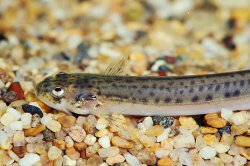 Henonemus triacanthopomus