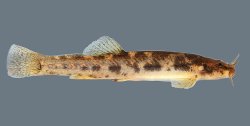 Scleronema minutum
