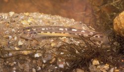 Trichomycterus albinotatus - Click for species page