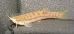 Trichomycterus alternatus