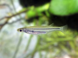 Tridensimilis venezuelae - Click for species page