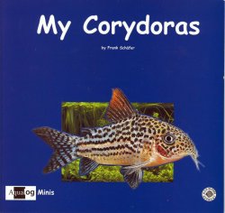 My <em>Corydoras</em>