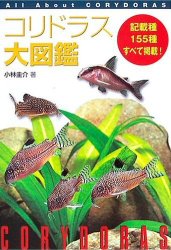 All About Corydoras