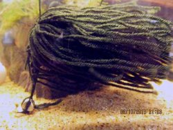 From the article Breeding the banjo catfish, Bunocephalus coracoideus