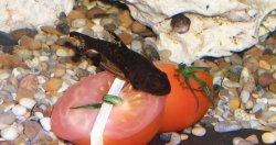 From the article Feeding Plecos