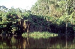 From the article Otocinclus - 