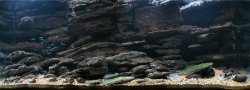 From the article Aquascaping for Hypancistrus zebra