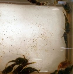 From the article Spawning Microsynodontis sp(1)