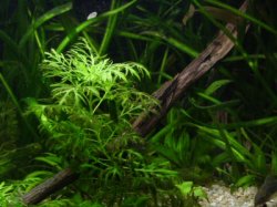 From the article Natural Catfish Aquarium