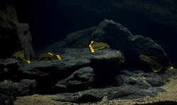 From the article Remote photography of catfish