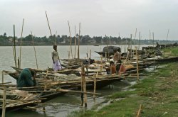 From the article Exploring West Bengal for aquarium fishes