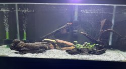 40 gallon breeder 40 gallon breeder