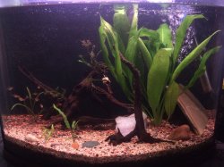 16 gal bowfront 16 gal bowfront