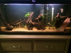 Community Tank Community Tank