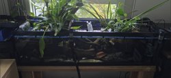 33 gal long with waterfall and kinon