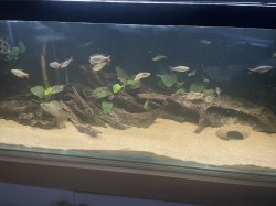 55, big boi catfish 55, big boi catfish